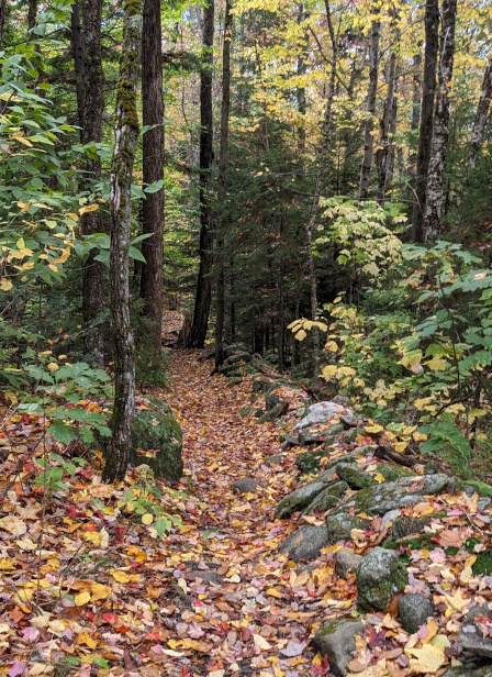 photo of the woods in autumn